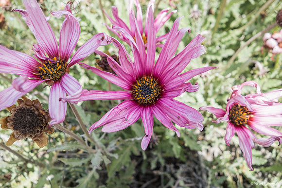 Pink Flowers Ofra 190423-7