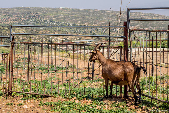 Loner Goat