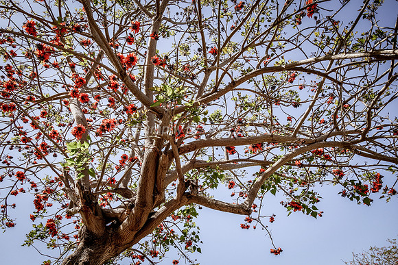Coral Tree 180316-1