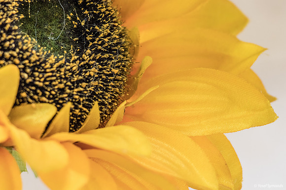 Sunflower Close 190908-1