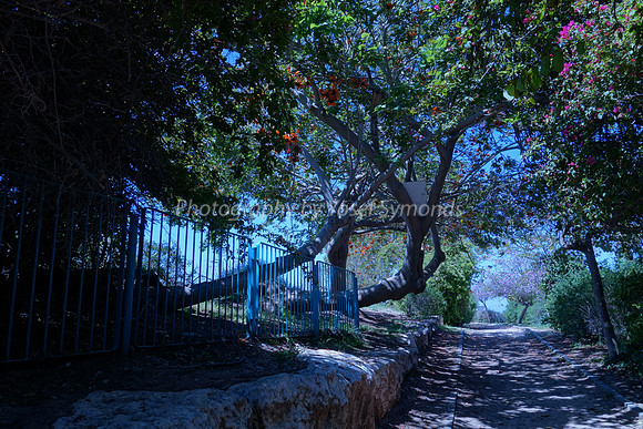 Enchanted Lane 4