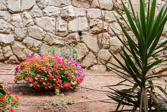 Flowers, Plant and Walll