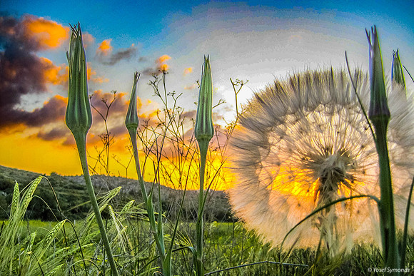 #2 2008 Valley Sunset View Through Wheat and Dandelion Flowers נוף