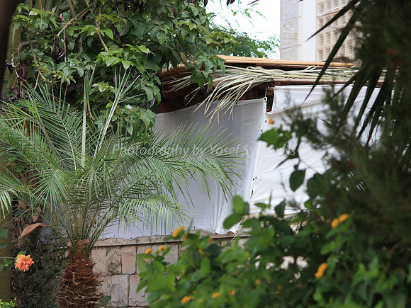 Jungle Sukkah 3