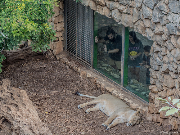 Lioness Bored Looking At Passing Parade of Two-Legged Creatures
