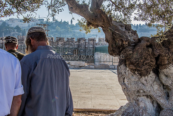 Visitors Passing Olive Tree - Mount of Olives in Background
