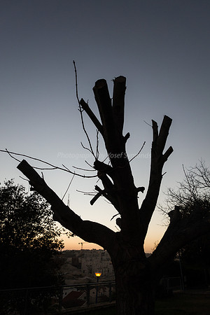 Pruned Tree Maor Park 181218-2