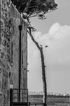 Bird Watching Tomb of Nebi Samuel Joined by Friend 221107-4