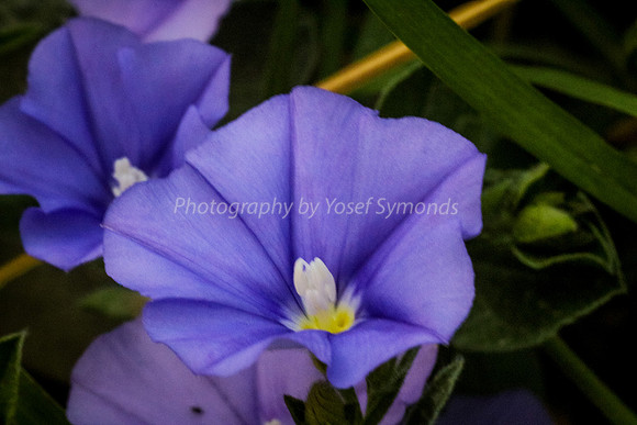 Morning Glory 170416-1