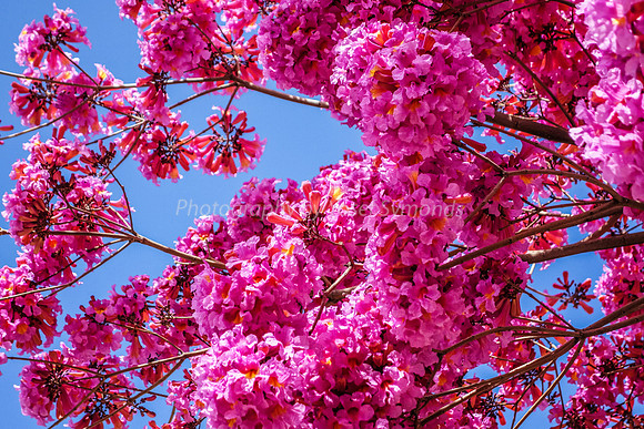 Pink Blossoms 160308-6
