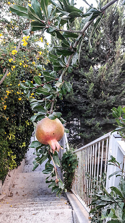 Pomegranate Over Steps 1