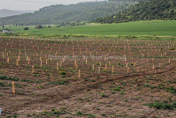 Fields in Ella Valley 5