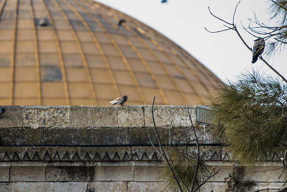 Birds Above Arch with Dome of Rock in Background 190908-1