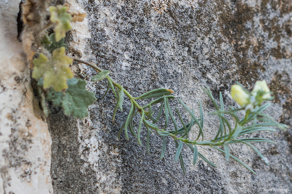 Outgrowth on the Wall 190908-1