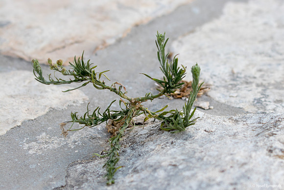 Outgrowth on the Wall 190908-2