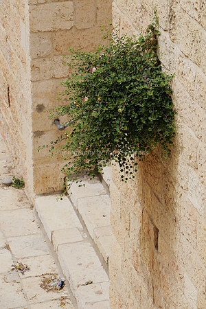 Temple Mount 140605 June 2014