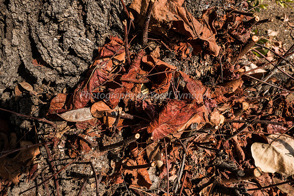 Autumn Leaves Park Ayalon 1