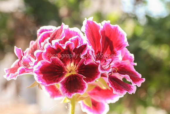 Pink and White Geranium 170416-7