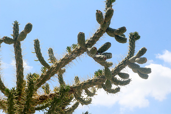 170414-CactusGarden-9999_28-2