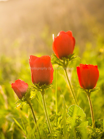 Poppy Anemone 180208-2