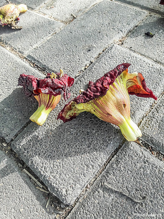 Fallen Flowers from Sausage Tree 190506-1