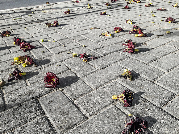 Fallen Flowers from Sausage Tree 190506-4