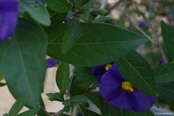 Violet Flower