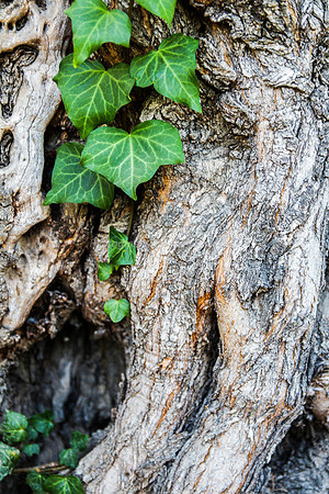 Vine on Olive Tree 2