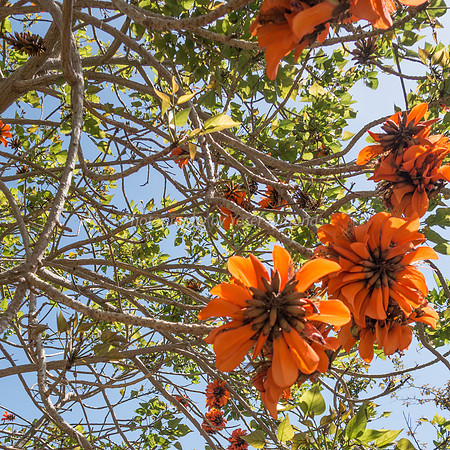 Coral Tree 180316-10