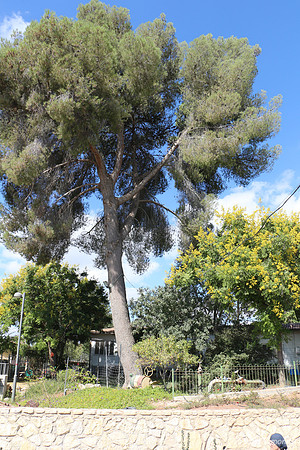 Kibbutz Lamed Hey Trees 5