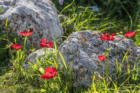Anemones Amongst the Rocks 240213-1