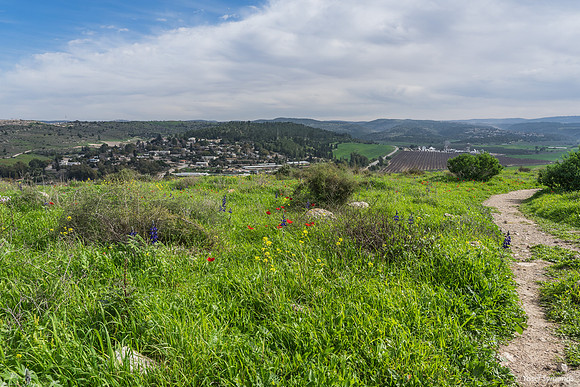 Coexistence Flowers-Town-Hikers 240213-6
