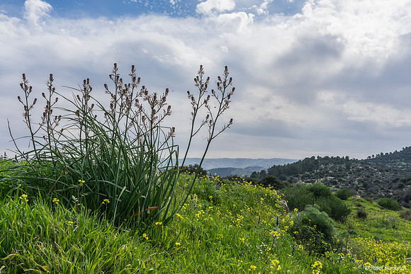 Asphodels On the Hill 240213-1