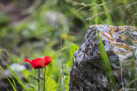 Anemone and Rock 240213-1