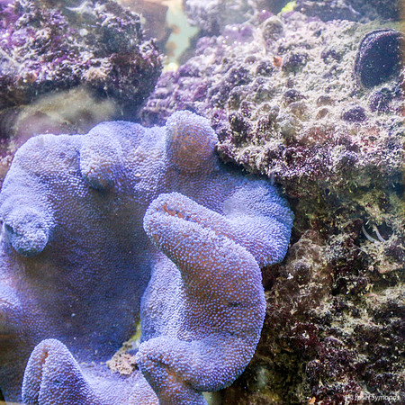 Aquarium 6