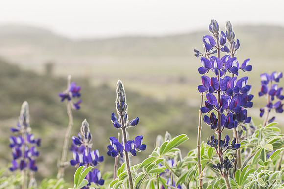 Lupins 190226-4