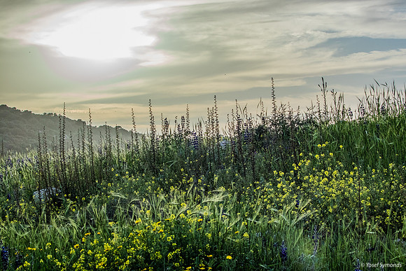 Hills Before Sunset 190226-2
