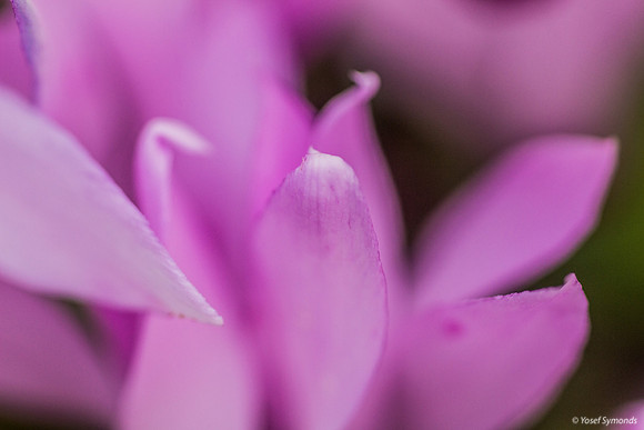 Cyclamen 190226-3