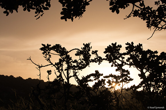 Looking Through Trees at Sunset 190226-2