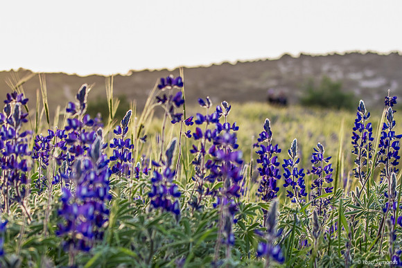Lupins Close 190226-1