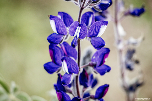 Lupins 190226-6
