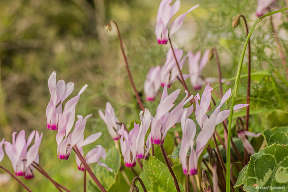Cyclamen 190226-4