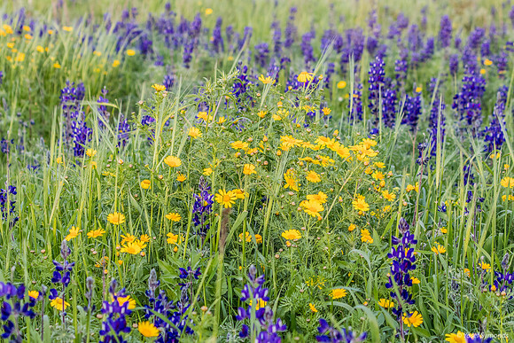 Daisies Behind Lupins 190226-4