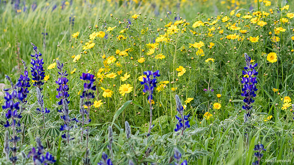 Daisies Behind Lupins 190226-2