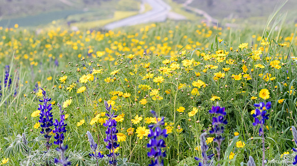 Daisies Behind Lupins 190226-3