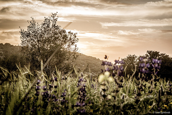Looking Through Field at Sunset 190226-1
