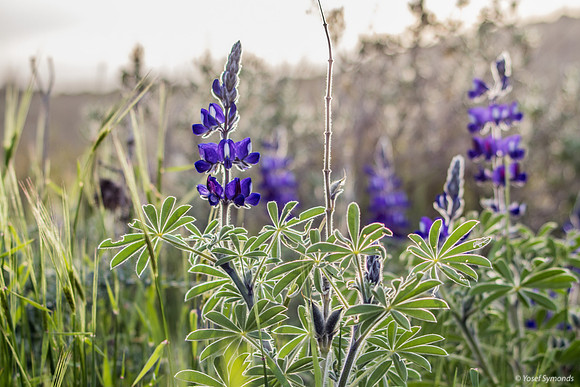 Lupins 190226-6