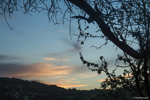 Sunset Through a Tree 190226-3