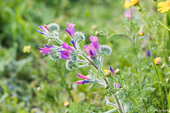 Blueweed 190226-2