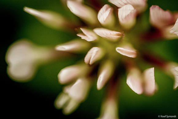 Tips of Flower 190226-1